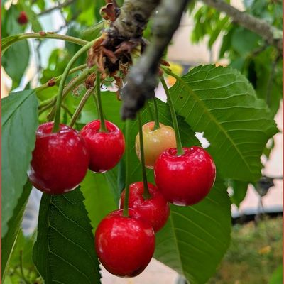 Un tour au jardin 