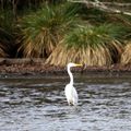 Grande aigrette