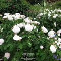Une rose blanche parfumée 'Mme Zöetmans', dans la célèbre roseraie de l'Abbaye de Mottisfont en Angleterre...