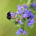 Le bourdon et la vipérine * Bumble bee and the blueweed