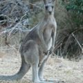 Mes premiers kangourous!