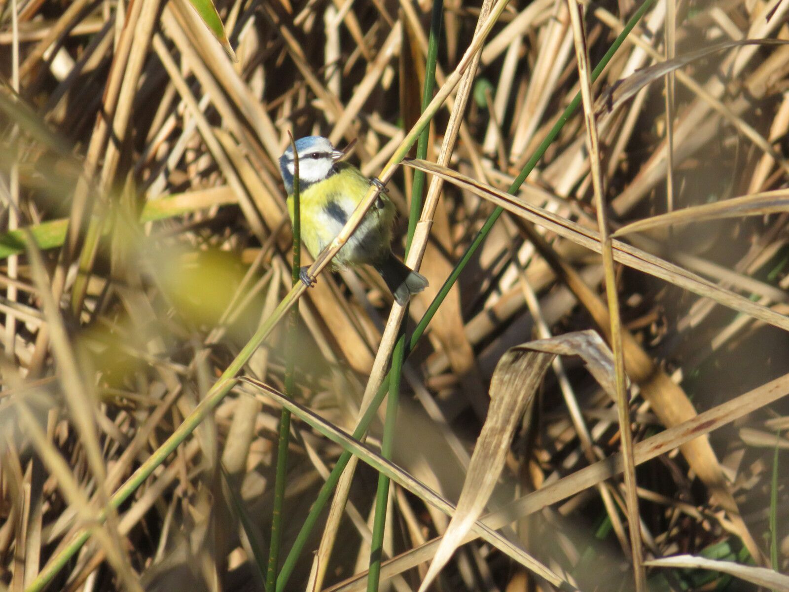 mésange bleue