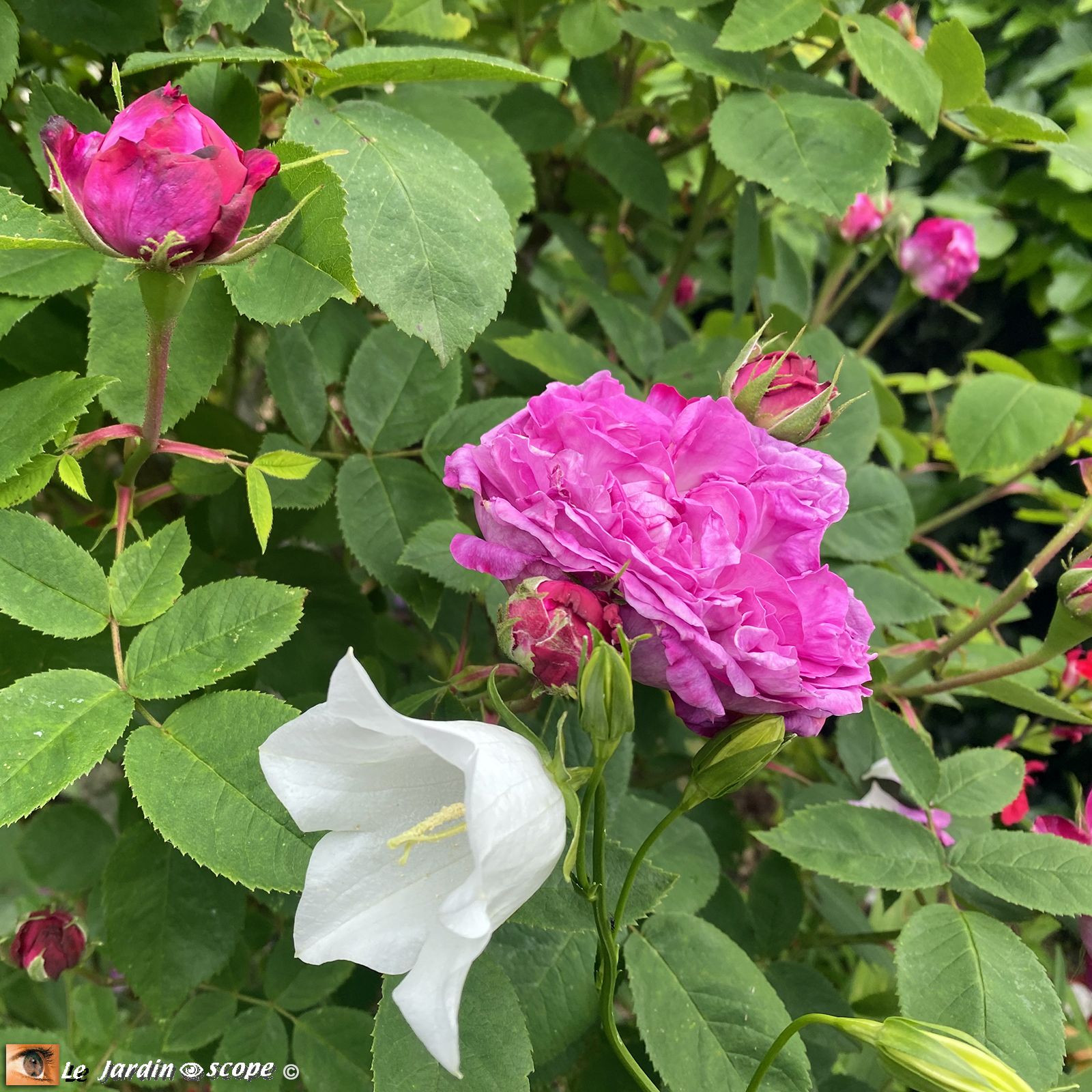 Rosier Reine des Violettes
