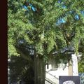 On est toujours au Parc Pasteur : des arbres superbes