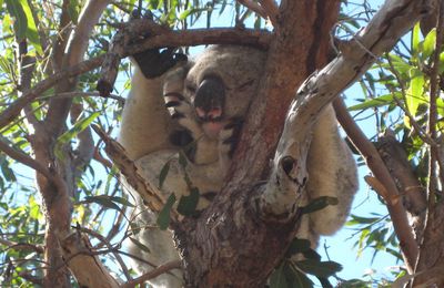 KOALA!!! grimpe 2heures dans les cailloux et sous