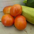 24 MAI - les premières tomates et ça va continuer