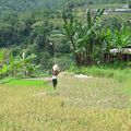 Jatiluwih: les rizières