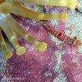 Crevette danseuse rouge de l'atlantique (Cinetorhynchus rigens)