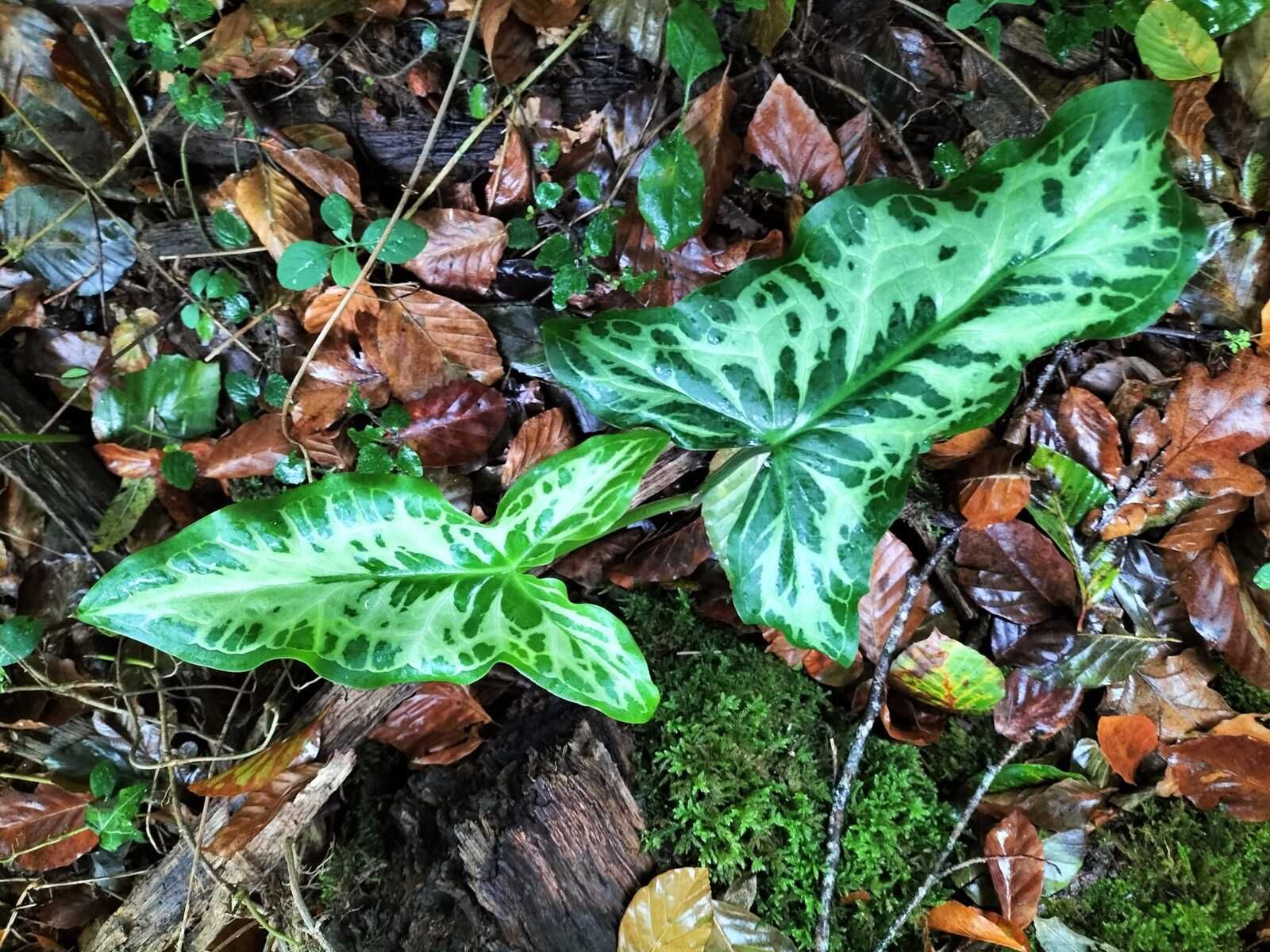 Navarrenx, dans les bois, plante. (64)