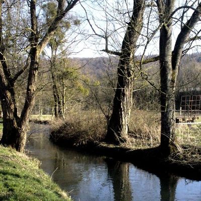Ballade en fôret ...