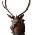 Trophées de cerf, de chamois, de chevreuil en bois sculpté, Forêt Noire, Autriche, XIXème s. et début XXème s.