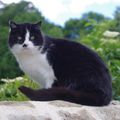 Comme chien et chat