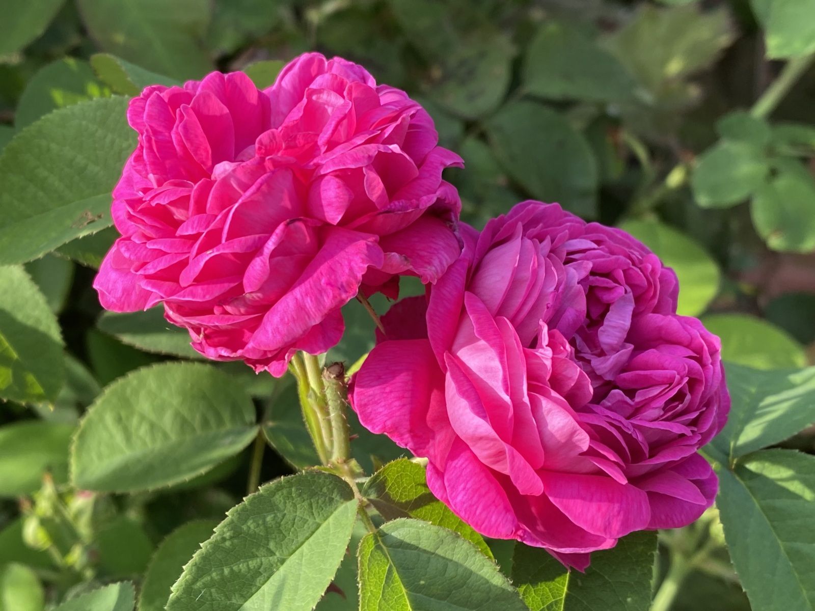 Rosier ‘Rose de Resht’