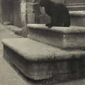 Brassaï - Gyula Halász (1899-1984) et autres chats