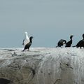 Cormoran, Sept Îles, Qc