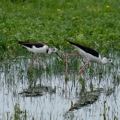 Le Marais du Crotoy juin 2020 © jm faucillon