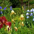 Une belle floraison d'iris...