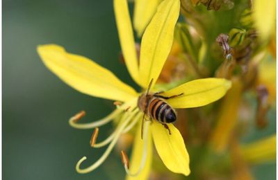 Abeille, petit insecte capable de fabriquer du ciel*. 