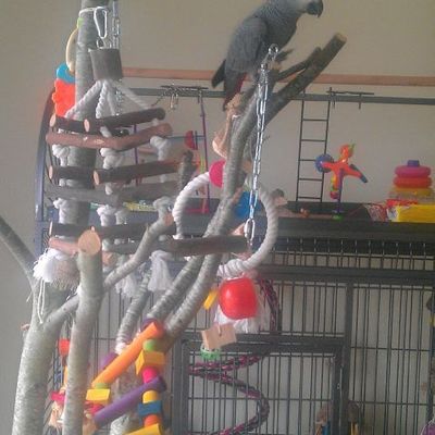 Son arbre et aire de jeux