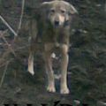 Les chiens de Tina (ex moldaves) - NAYDA enfuie du refuge de Lénuta