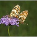 Mélitée du mélampyre : Melitaea athalia 