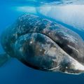 Los genes de las ballenas pueden acabar con el cáncer