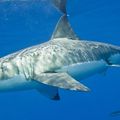 Grand requin blanc