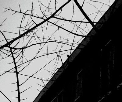 Pigeon biset méditant !