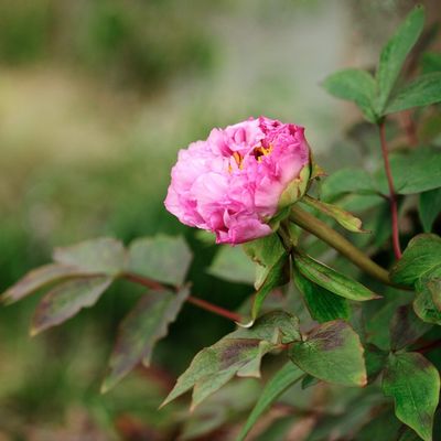 PIVOINE ARBUTIVE