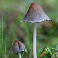 Récolte de champignons 2017 * Mushrooms's harvest 2017 #10