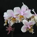 PHALAENOPSIS Hybride