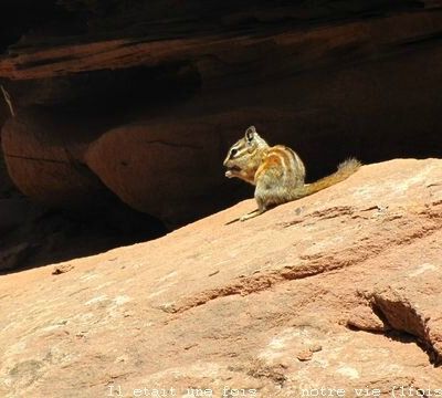 Trip in USA#4/9 (Wild life)