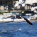 mouette en vol