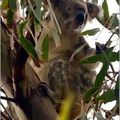 Un koala au détour d'un sentier à Noosa en AUSTRALIE
