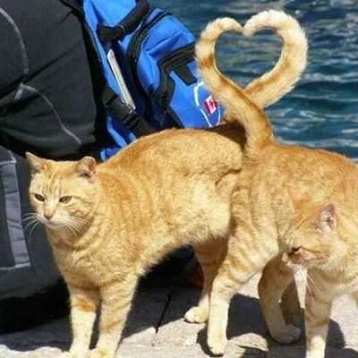 Chats en coeur !