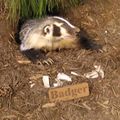 Le jour d'après...Cluny. Le chasseur cherche dans le sang et le meurtre une stérile jouissance