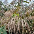 octobre ; une saison mise aux couleurs de l'été indien