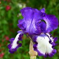 Un iris bicolore