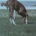 Song of the Horse (Uma No Uta) (1971) d'Akira Kurosawa