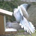 Spécial Saint Valentin aux Pays des Oiseaux : Les Couples