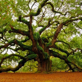 'L'arbre du Monde' Richard Powers "Notre cerveau