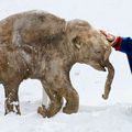 Mammoth Cloning : Ice Baby