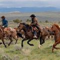 L'équitation Western, le berceau de l'éthologie 