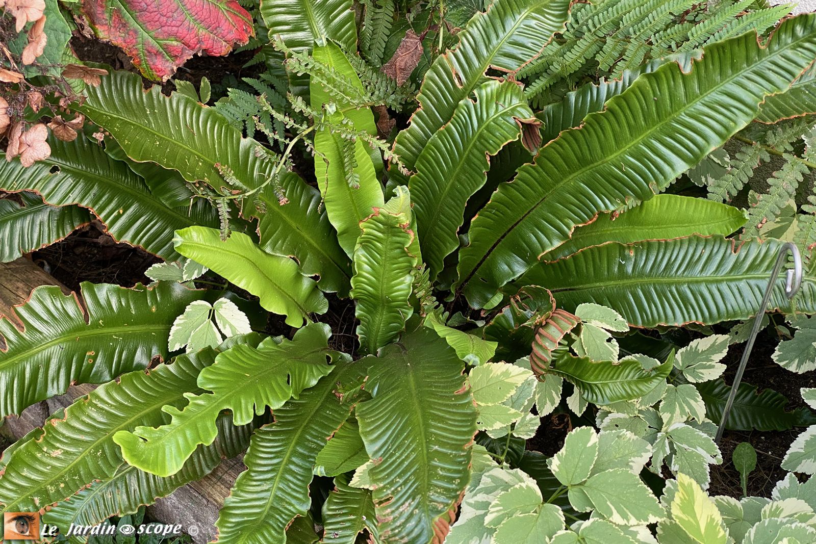 Asplenium scolopendrium Angustifolia