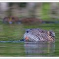 Famille Myocastor coypus à la piscine