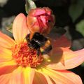 Photos Macro - Bourdon sur Dahlias 