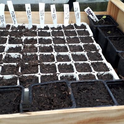 Mars 2020 semis et fleurs du moment 