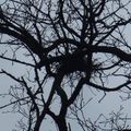 L'hiver dans les branches (2)