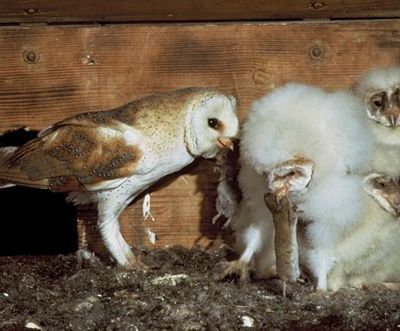 Naissance d'une chouette