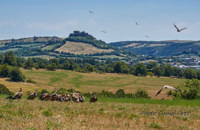 quelques vautours sur le causse